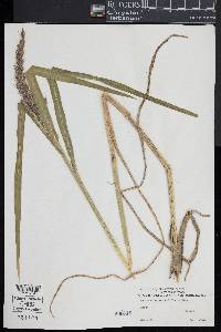 Echinochloa walteri image