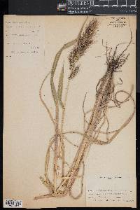 Echinochloa walteri image