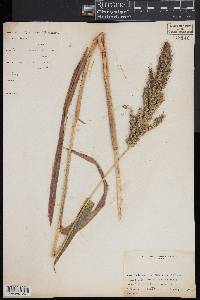 Echinochloa walteri image