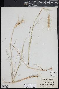 Elymus elymoides subsp. elymoides image