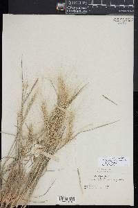 Elymus elymoides subsp. elymoides image