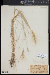 Elymus elymoides subsp. elymoides image