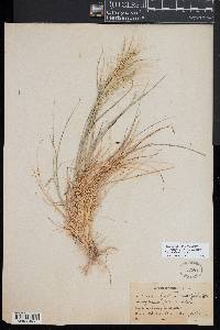 Elymus elymoides subsp. elymoides image