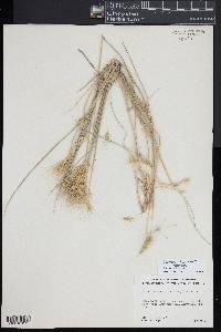 Elymus glaucus image