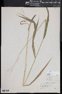 Elymus hystrix image