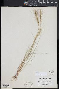 Elymus hystrix image