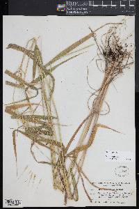 Elymus hystrix image
