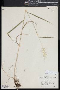 Elymus hystrix image