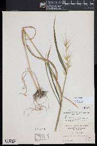 Elymus hystrix image