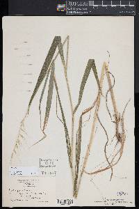 Elymus hystrix image