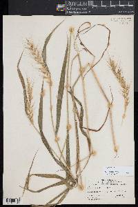 Elymus hystrix image