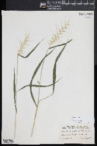 Elymus hystrix image