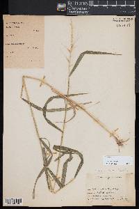 Elymus hystrix image