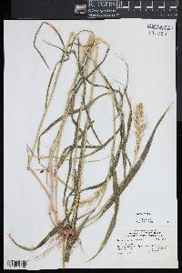 Elymus hystrix image