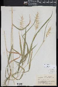 Elymus hystrix image