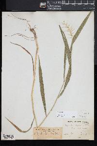 Elymus hystrix image