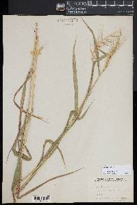 Elymus hystrix image