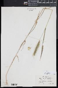 Elymus hystrix image