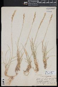 Elymus lanceolatus image