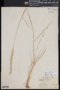 Elymus lanceolatus image