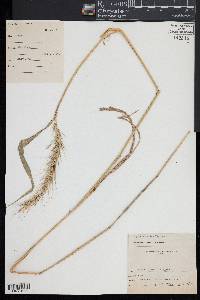 Elymus riparius image