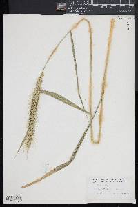 Elymus riparius image