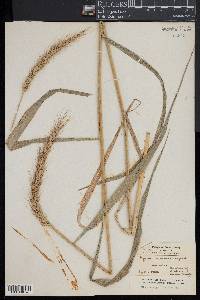 Elymus riparius image