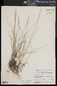 Pascopyrum smithii image