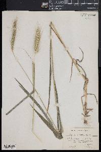 Elymus villosus image