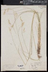 Festuca thurberi image