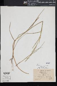 Glyceria acutiflora image