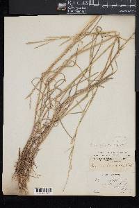 Glyceria acutiflora image