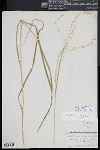 Glyceria canadensis image