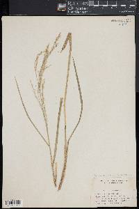 Glyceria canadensis image