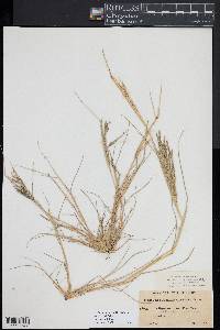 Diplachne fusca subsp. fascicularis image