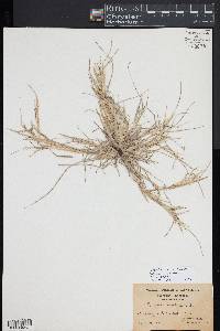 Diplachne fusca image