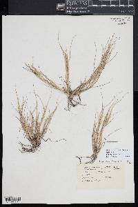 Diplachne fusca subsp. fascicularis image