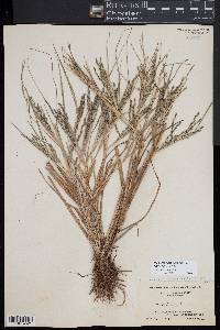 Diplachne fusca subsp. fascicularis image