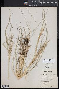 Diplachne fusca subsp. fascicularis image