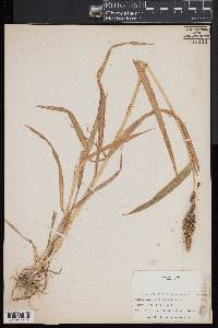 Echinochloa frumentacea image