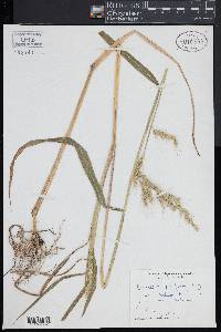 Echinochloa paludigena image