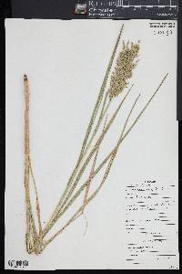 Glyceria obtusa image