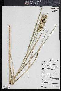 Glyceria obtusa image