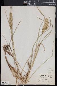 Glyceria obtusa image
