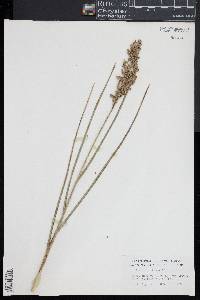 Glyceria obtusa image