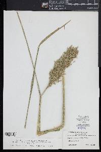 Glyceria obtusa image