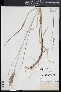 Glyceria obtusa image