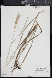 Glyceria obtusa image