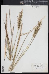 Glyceria obtusa image