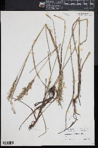 Glyceria obtusa image